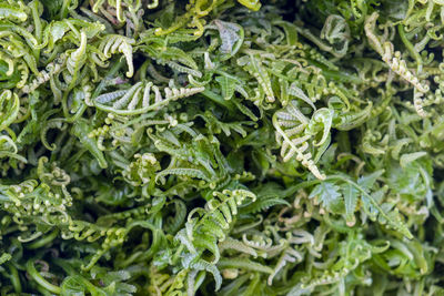 Full frame shot of fresh green plants