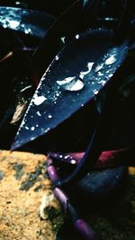 Close-up of water drops on leaf