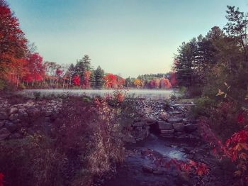 View of river passing through forest