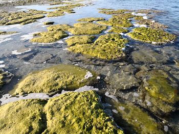 High angle view of moss growing on beach