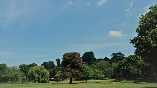 Trees on field against sky