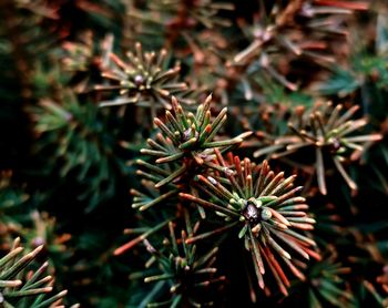 High angle view of flowering plant