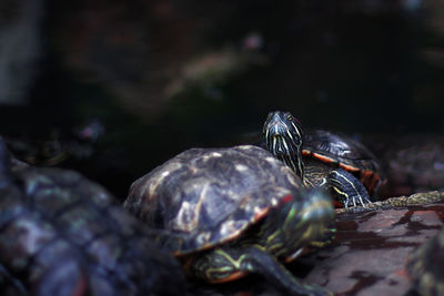 Close-up of tortoise