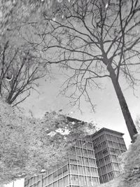 Bare trees in front of building