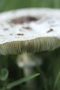 Close-up of mushroom