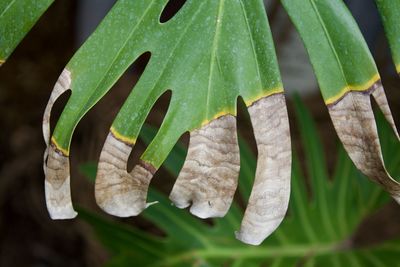 Close-up of wet leaves