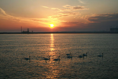 View of swans swimming in river during sunrise