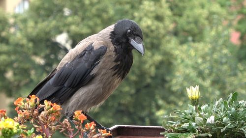 Bird perching on a flower