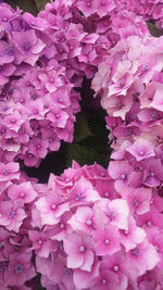 Full frame shot of pink flowers