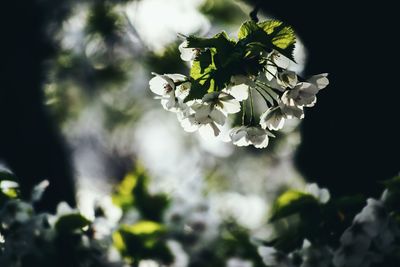 Close-up of white flowers