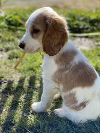 Dog looking away on field