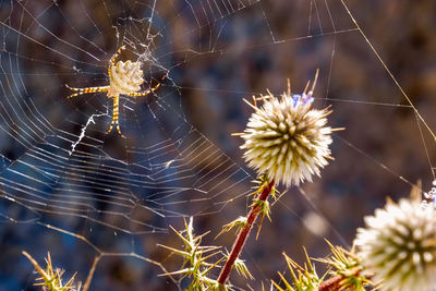 Close-up of spider web on flower