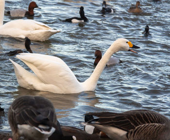 Swans swimming in lake