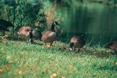 Ducks in a lake