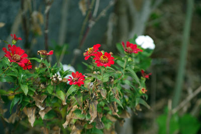 Close-up of red flowering plants