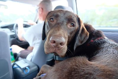 Portrait of dog sitting in car