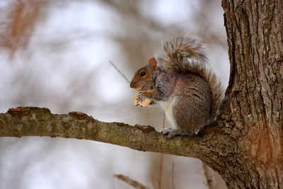 Close-up of squirrel on tree trunk