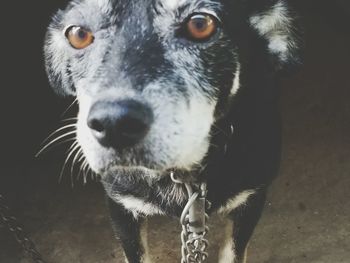 Close-up portrait of dog