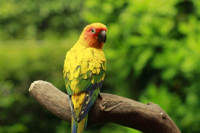 Sun conure - aratinga solstitialis, sitting on a tree branch