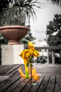 Close-up of wooden flower