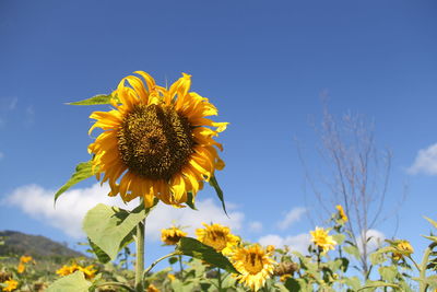 Close-up of sunflower on field against blue sky