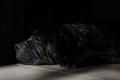 Close-up of a dog resting