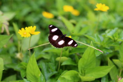 Butterfly on flower