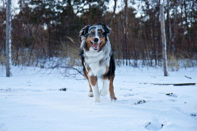 Portrait of dog standing on field