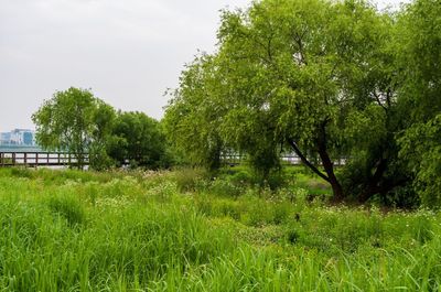 Trees on field against sky