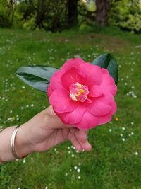 Close-up of hand holding pink flower