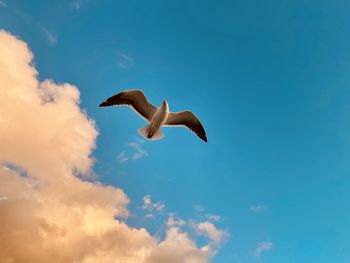 Low angle view of seagull flying in sky