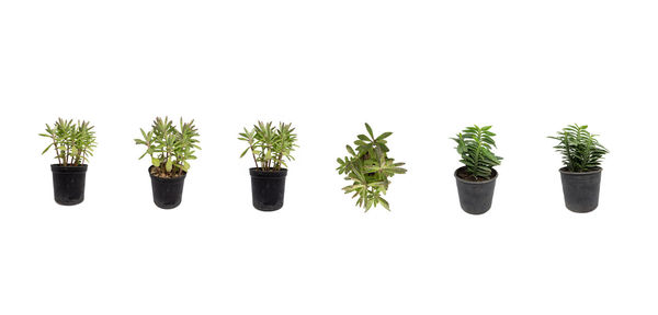 Close-up of potted plants against white background