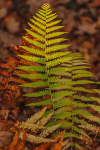 Close-up of fern leaves