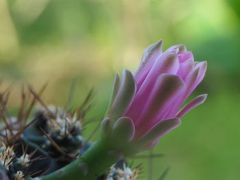 Close-up of pink flowering plant