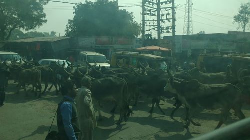 Cows grazing on field