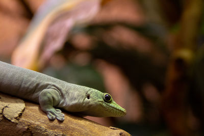 Close-up of lizard