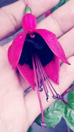 Close-up of hand holding pink flower