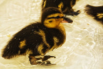 Close-up of a duck in a lake