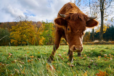 Portrait of cow standing on field