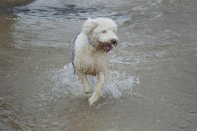Dog in water