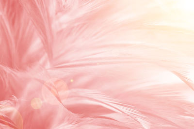 Full frame shot of pink feather