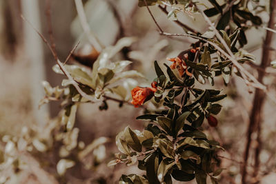 Close-up of berries on plant