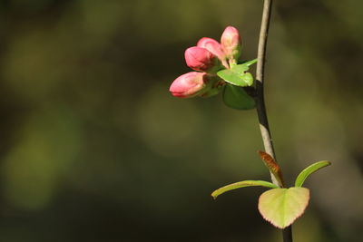 Close-up of butterfly on pink flower