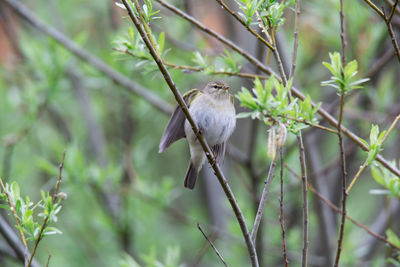 Bird perching on a branch