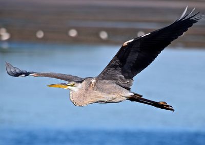 Gray heron flying over lake