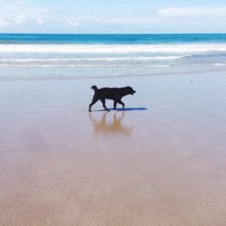 View of dog on beach