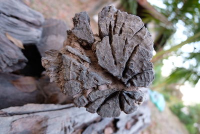 Close-up of leaf on tree