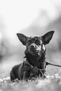 Portrait of dog on field