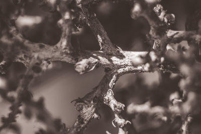 Close-up of frozen plant