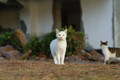 Portrait of cat sitting outdoors